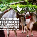 Vaca perfura intestino de trabalhador e empregador terá que pagar indenizações